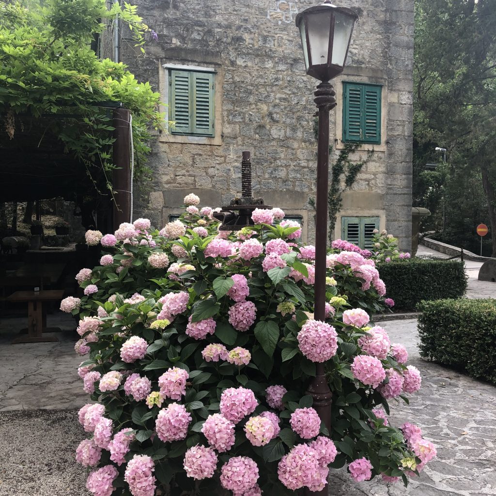 Bushes of Blooming Pink Hydrangeas at Radman Mills