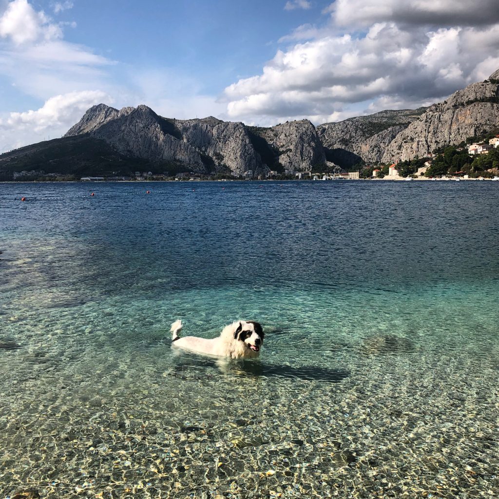 Medo Takes a Dip in the Sea