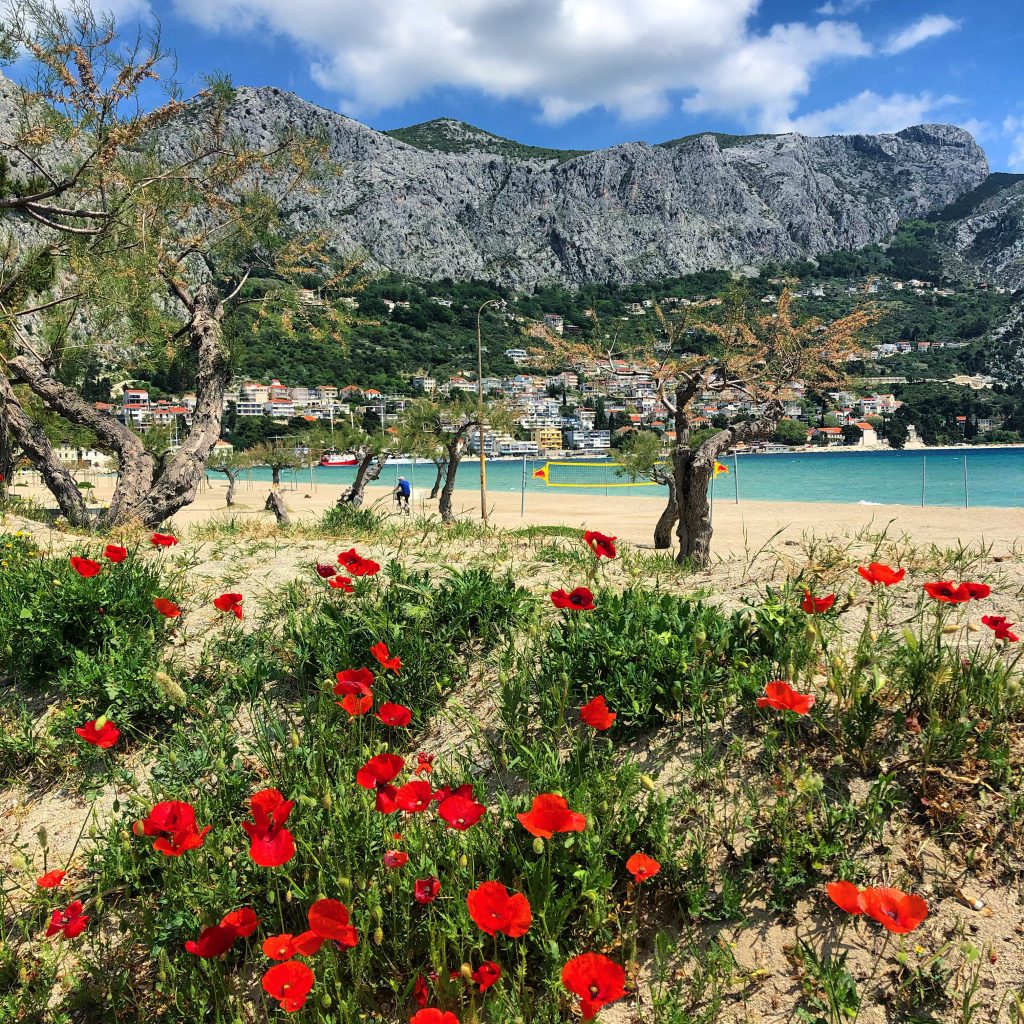 Wild Poppies on Main Omiš Beach